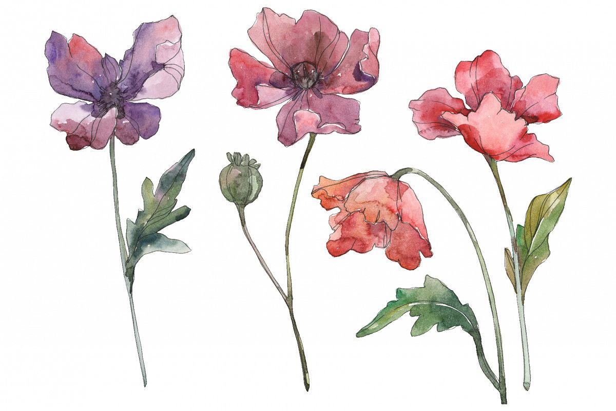 Poppy Watercolor png example image 1