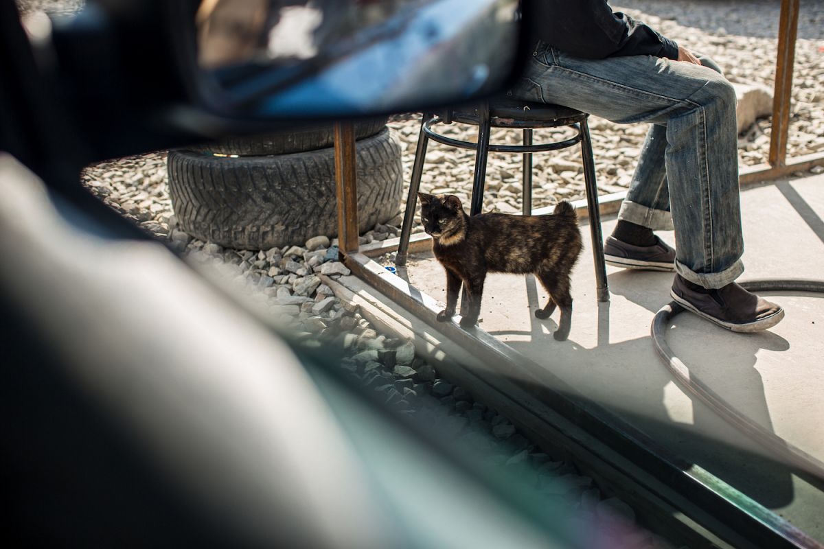Cat at the gas station example image 1