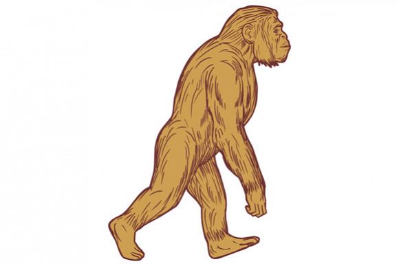 Homo Habilis Walking Side Drawing example image 1