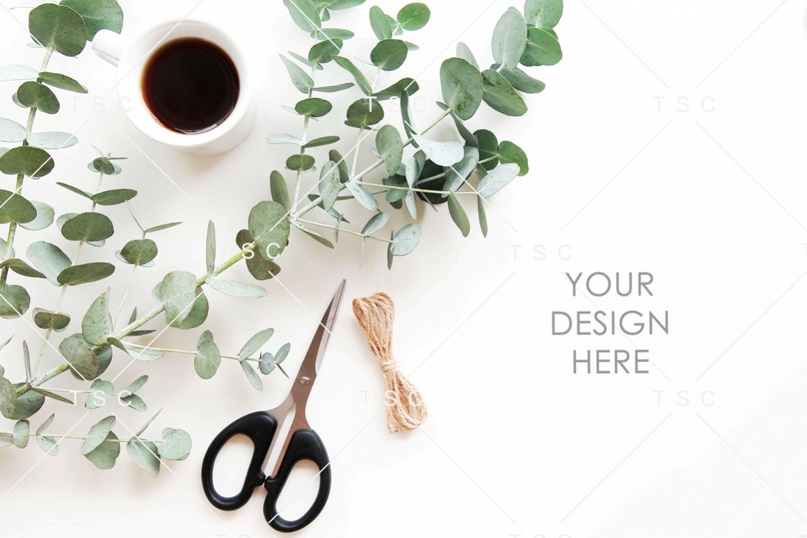 Eucalyptus Leaves and Coffee Stock Photo example image 1