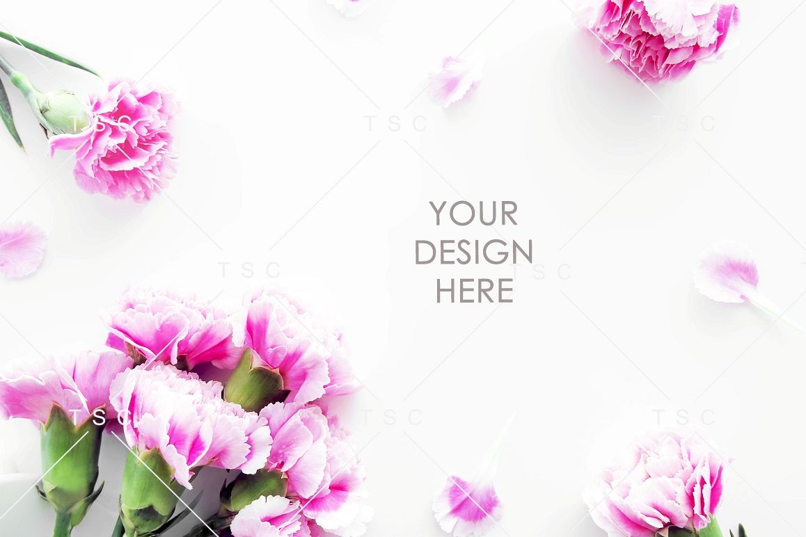 Pink Carnation Flowers Stock Photo example image 1