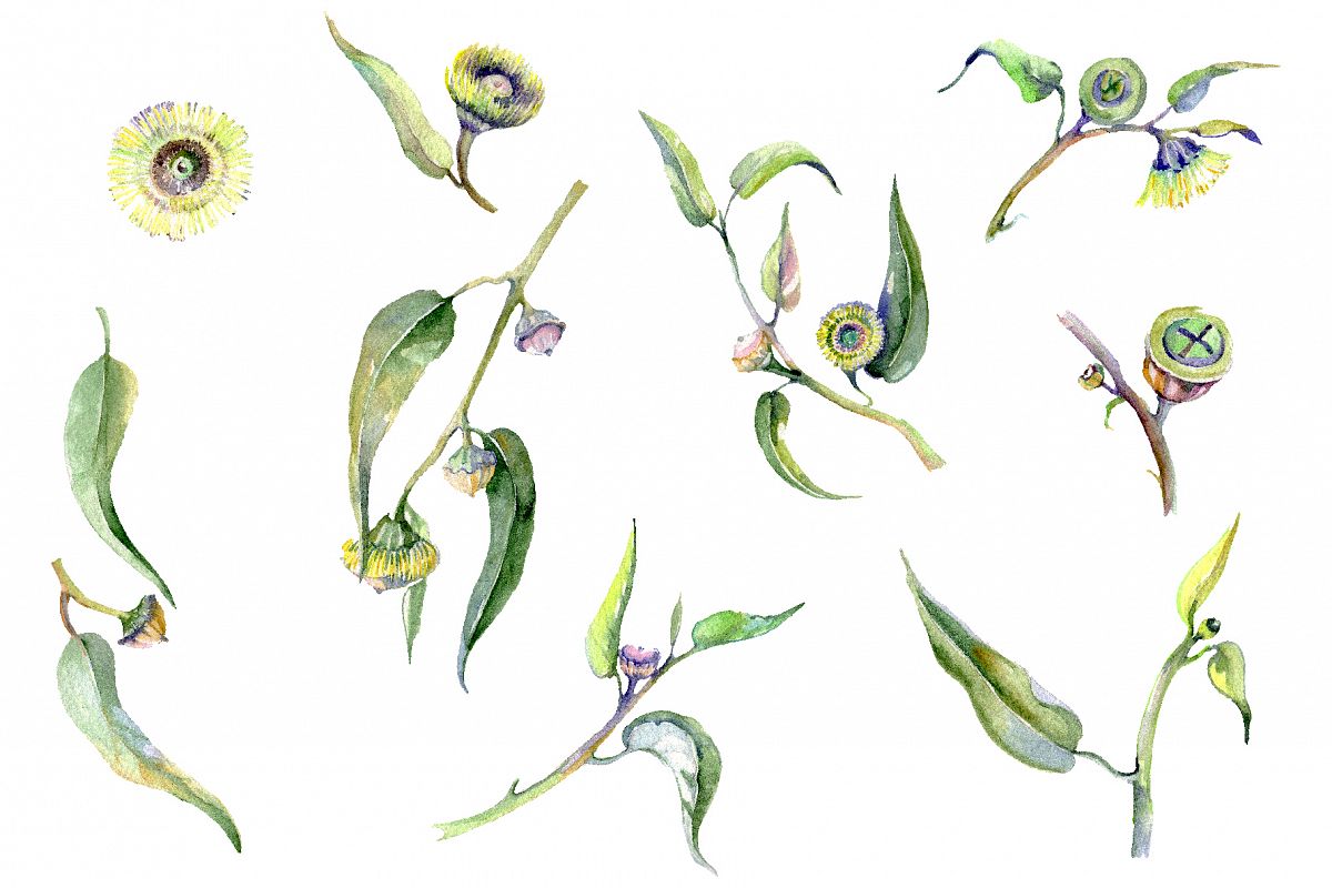 Eucalyptus Watercolor png example image 1