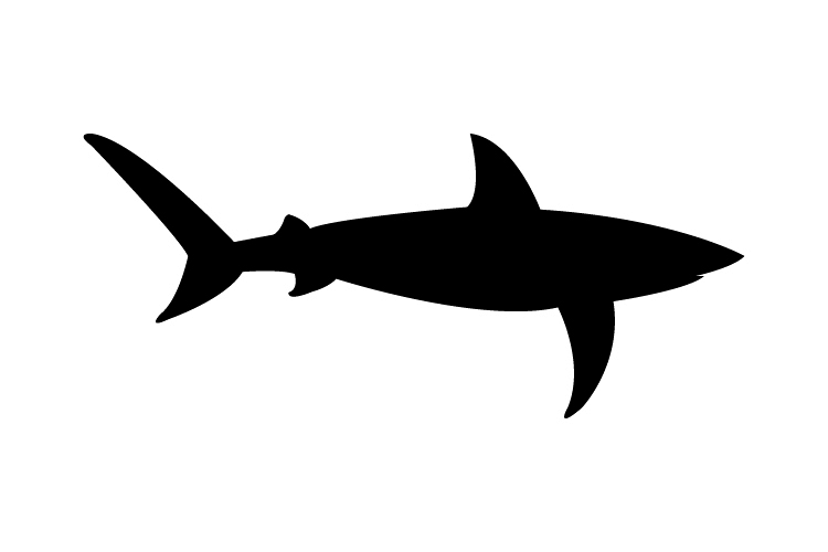 Shark icon example image 1