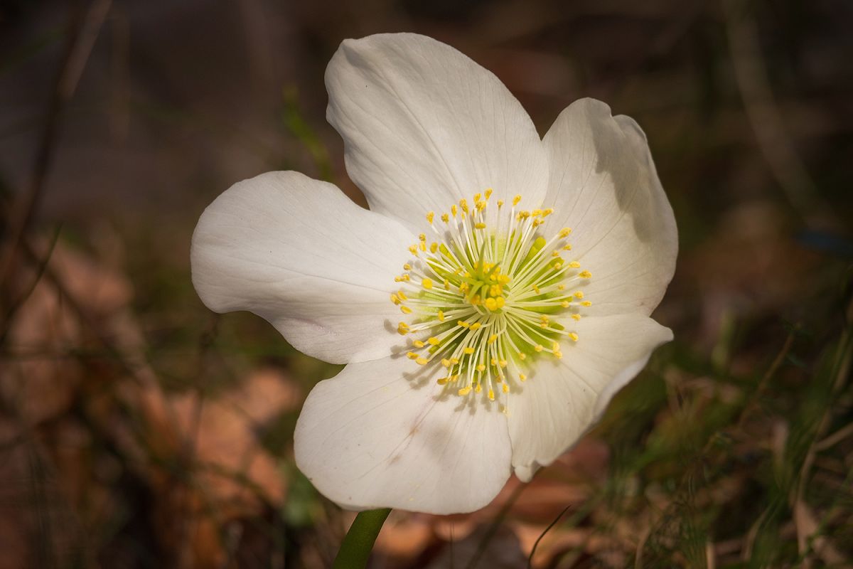 Helleborus niger flower in the forest example image 1