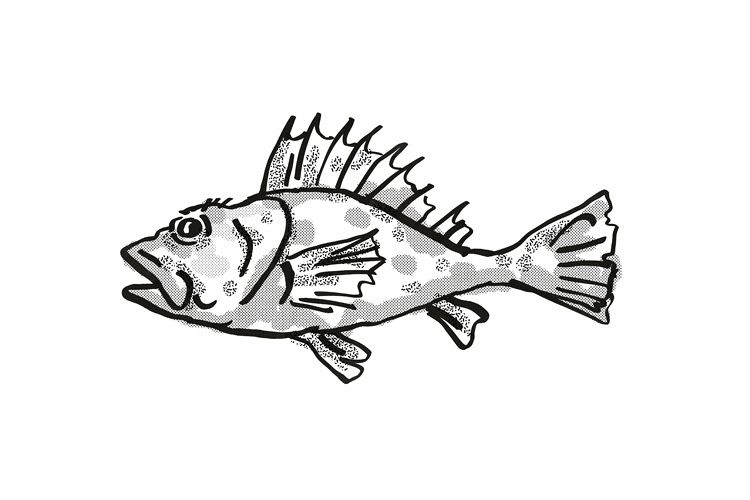 Western Scorpionfish Australian Fish Cartoon Retro Drawing example image 1
