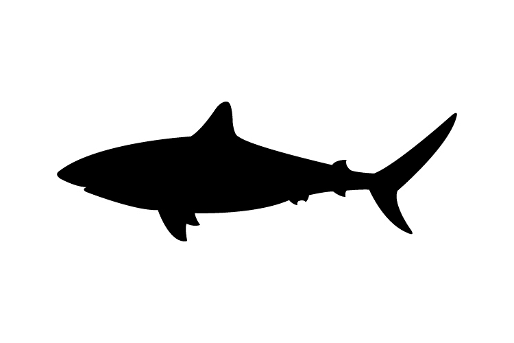 Shark icon example image 1