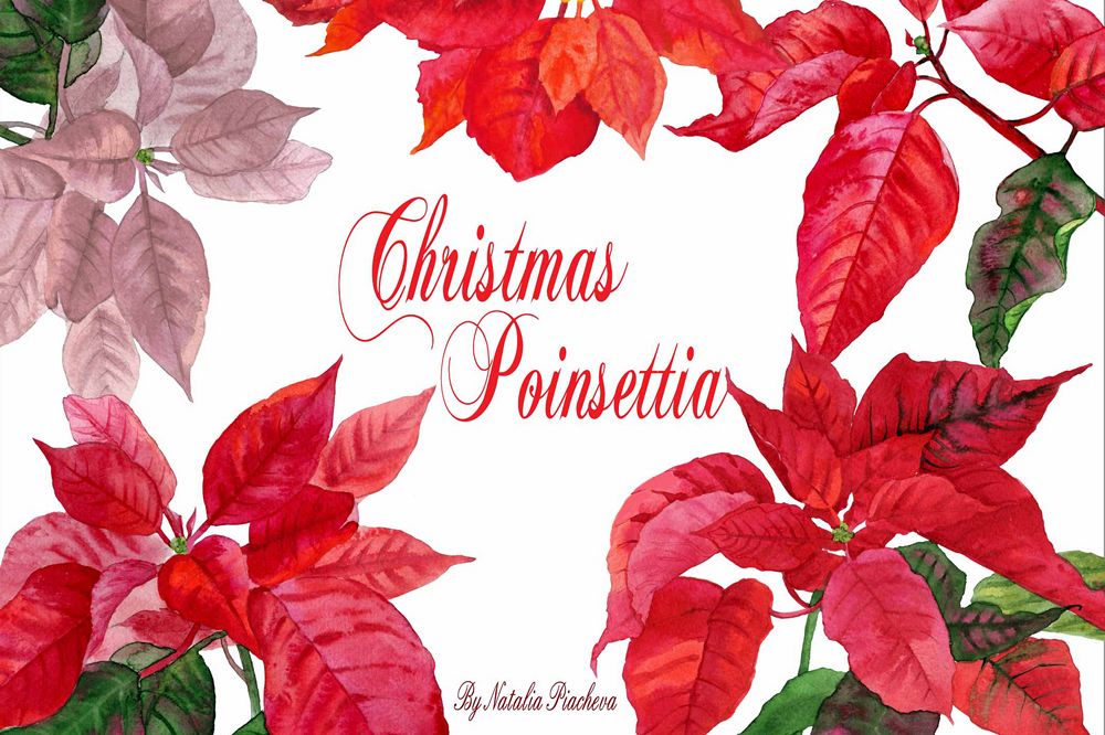 Christmas Poinsettia example image 1