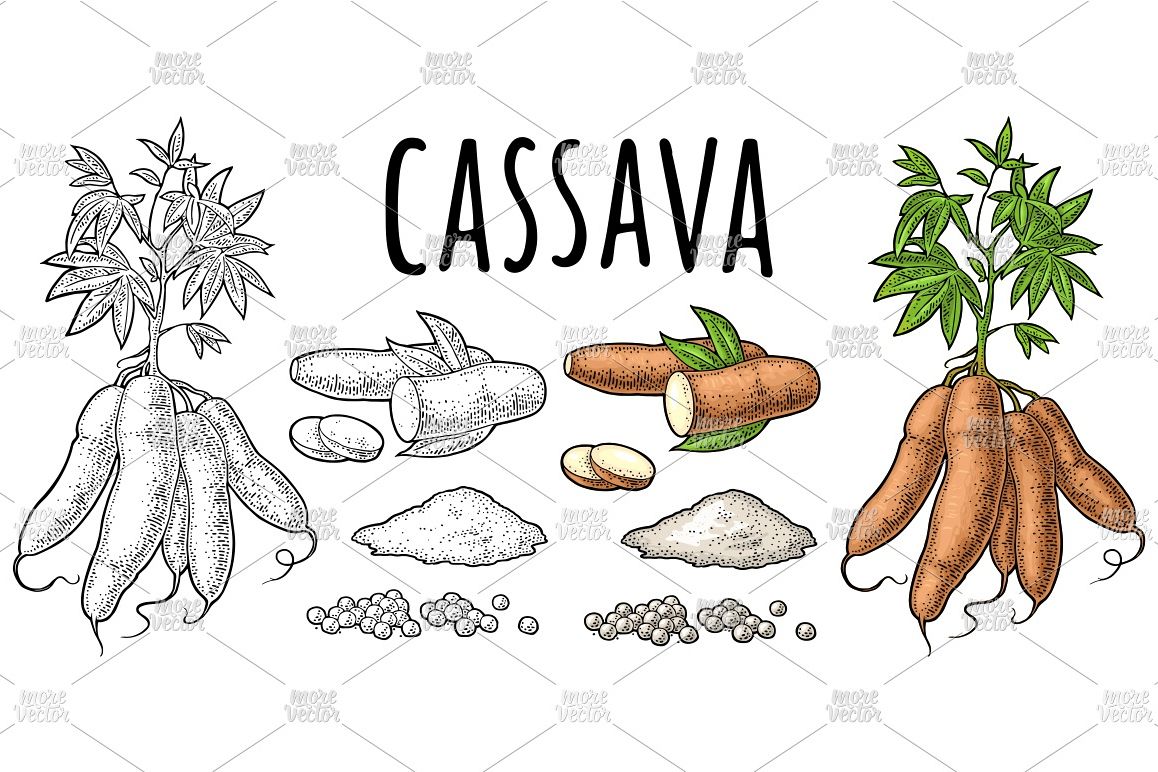 Cassava manioc plants. Vector color vintage engraving example image 1