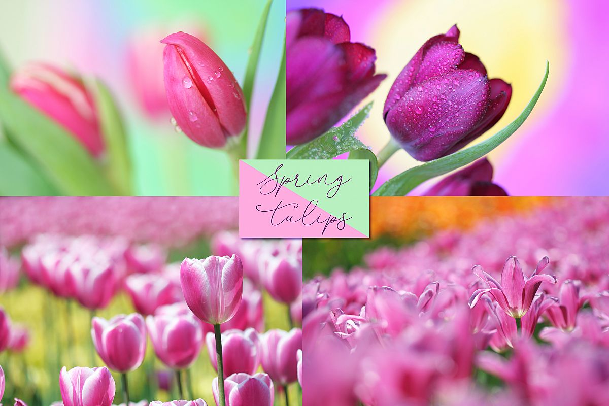Spring tulips example image 1