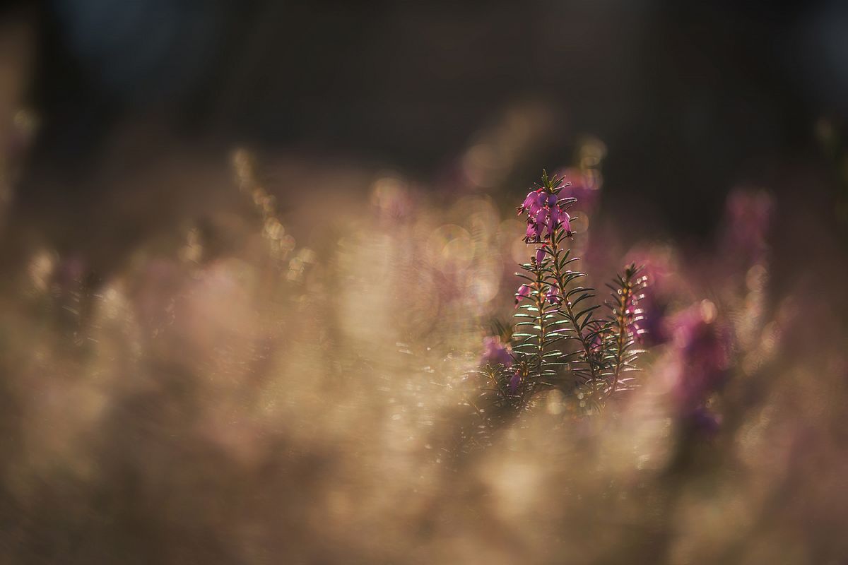 Beautiful Erica plant example image 1