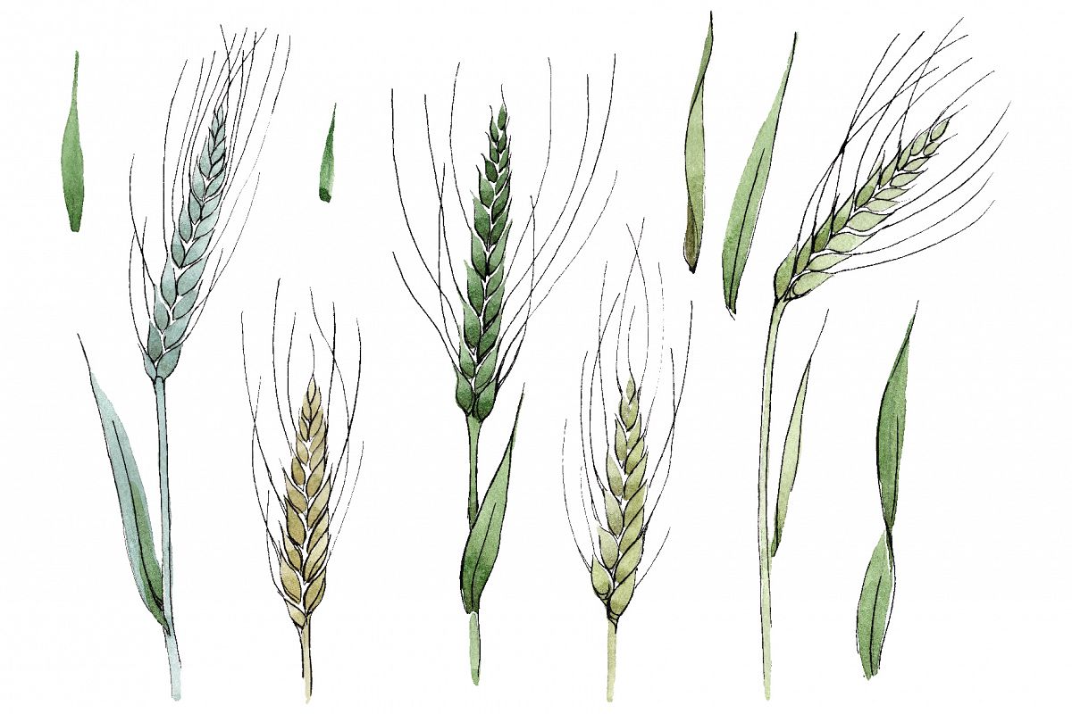 Spike of wheat Watercolor png example image 1