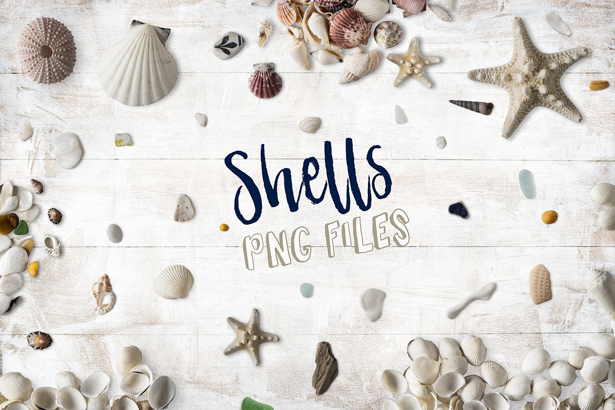 Shells PNG Collection Photo Clip Art example image 1