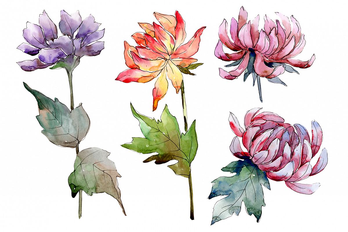 Delicate flower daisy watercolor png example image 1