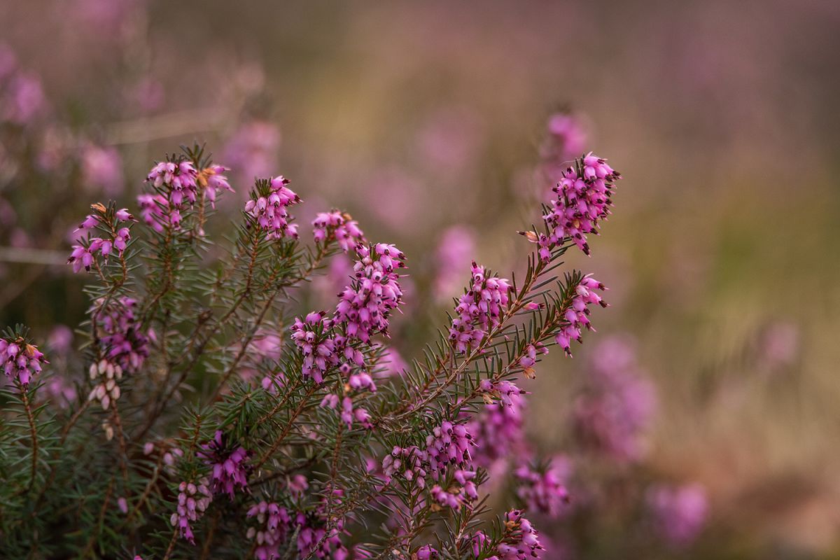 Cute Erica plant example image 1