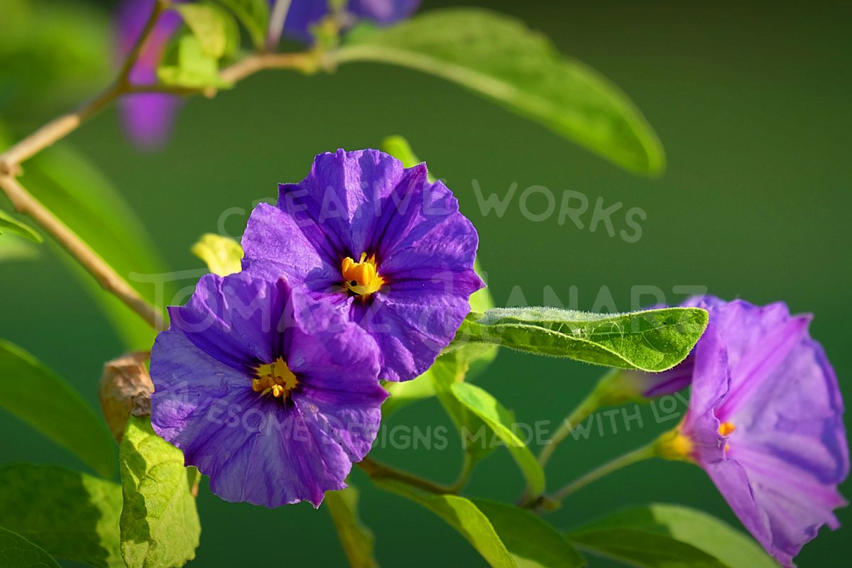 Morning Glory Flower example image 1