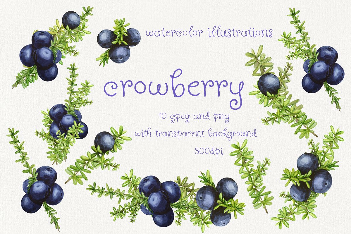 Crowberry. Watercolor illustration set example image 1