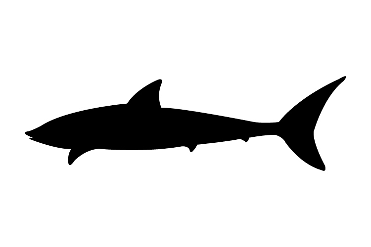 Shark icon example image 1
