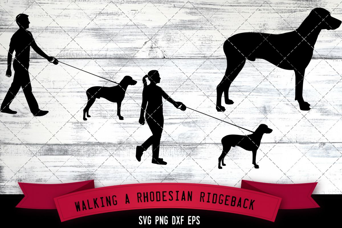 Walking a Rhodesian Ridgeback Dog Silhouette Vector (517434) | SVGs ...