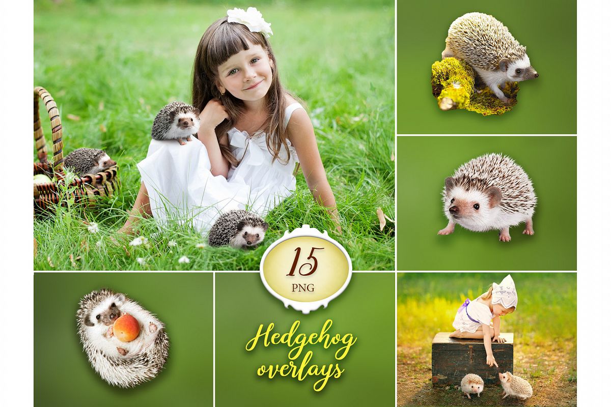 15 Hedgehog Photo Overlays example image 1