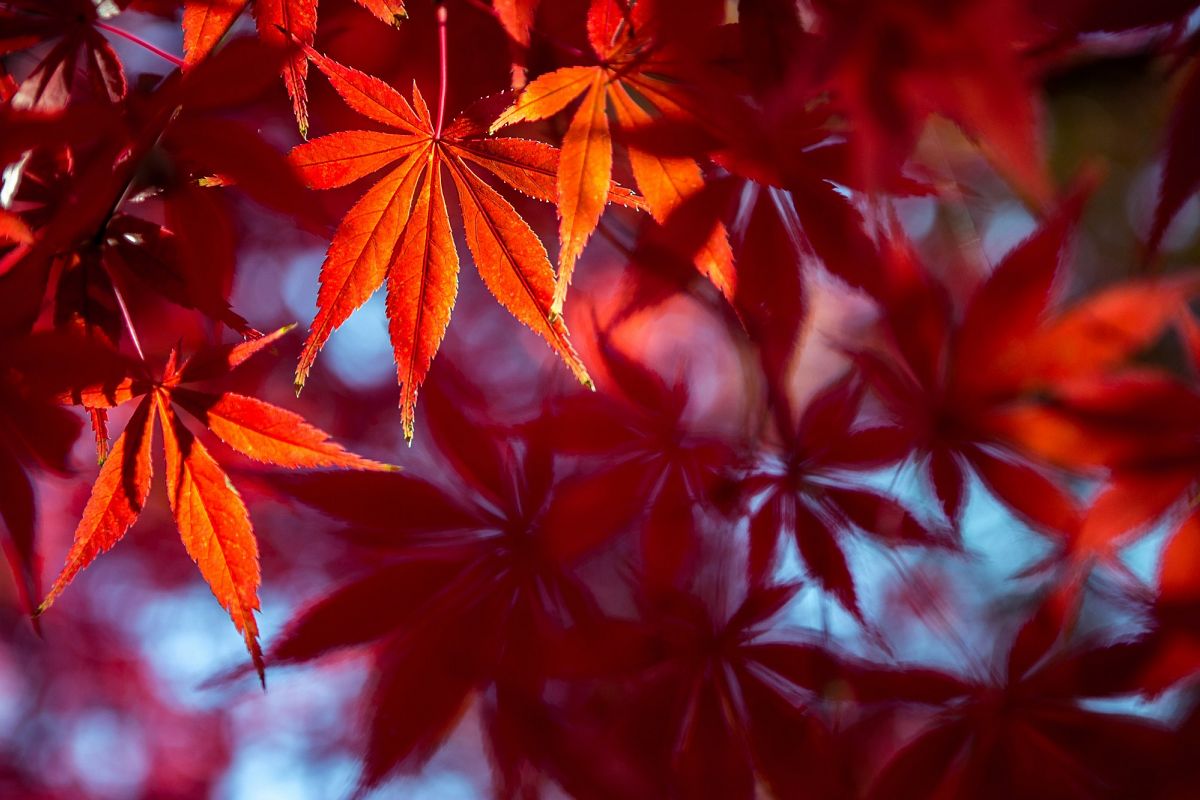 Autumn Leaves #8 example image 1