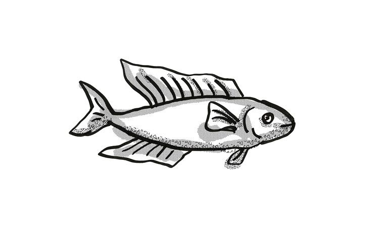 Butterfish New Zealand Fish Cartoon Retro Drawing example image 1