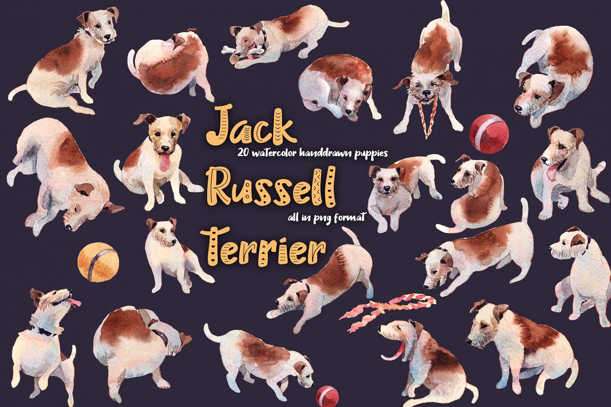 Jack Russell Terrier example image 1