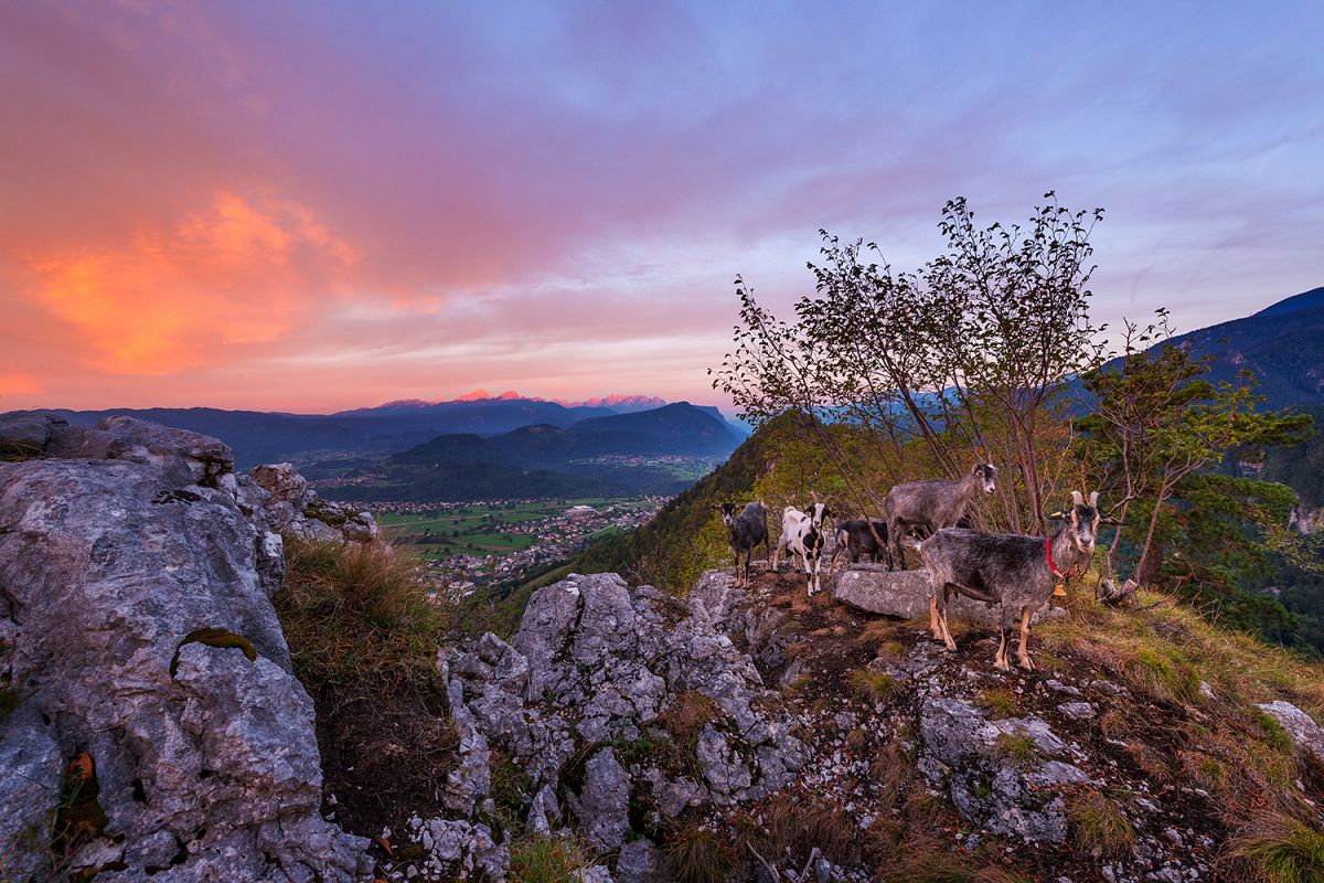 Domestic goat in the hills with mountains in the background example image 1