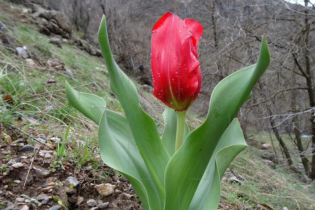 Spring Flower example image 1