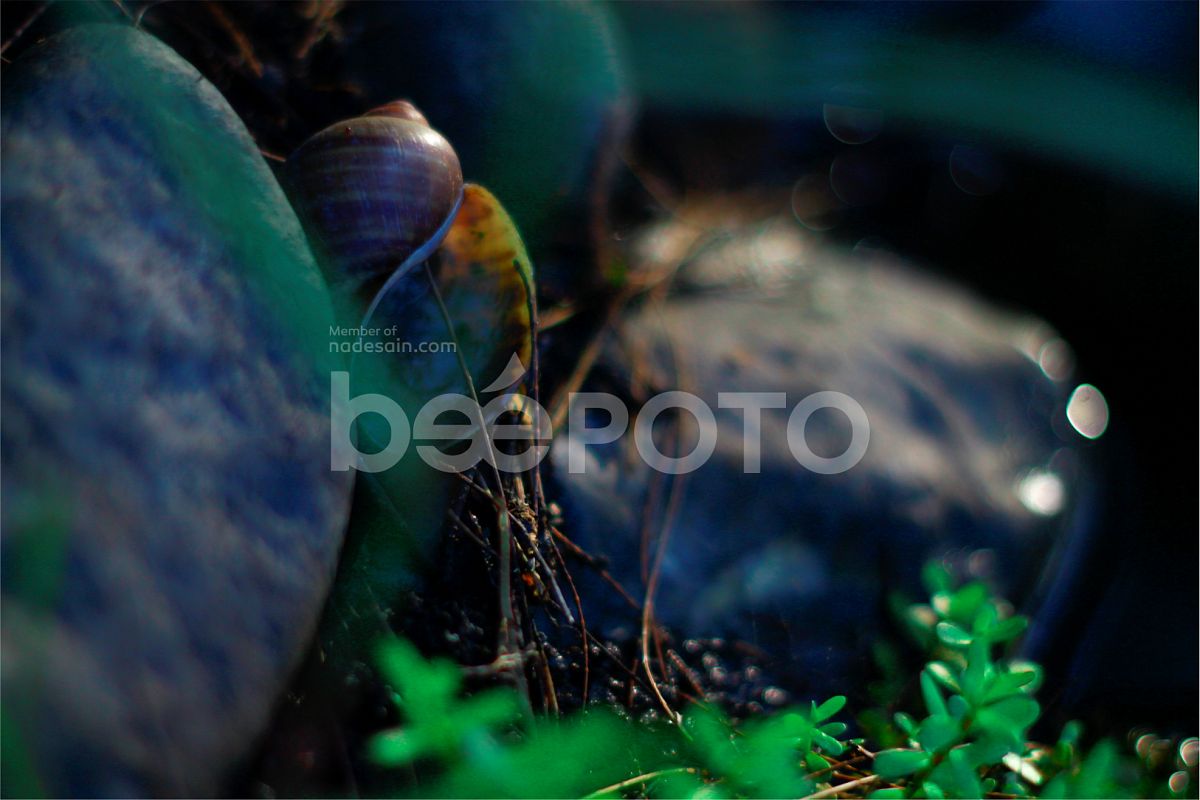 CONCH example image 1