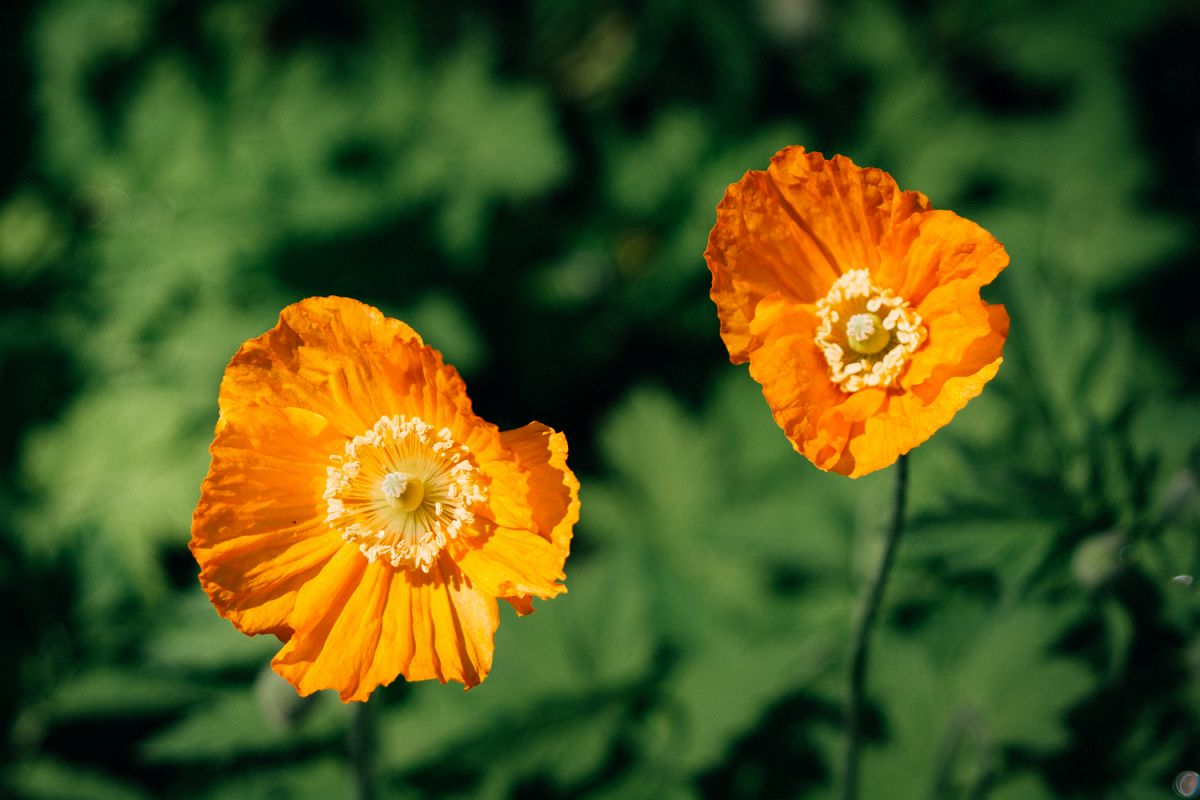Poppy flower photo 8 example image 1