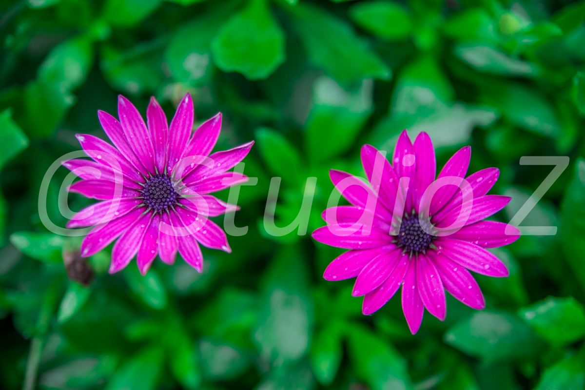 Coneflowers example image 1