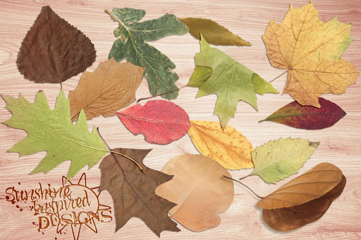 Leaves No.1 example image 1