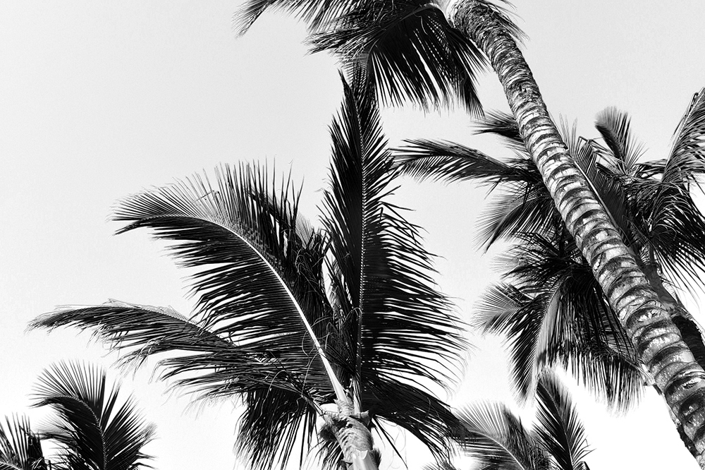 Palm trees in black and white (70500) | Nature | Design Bundles