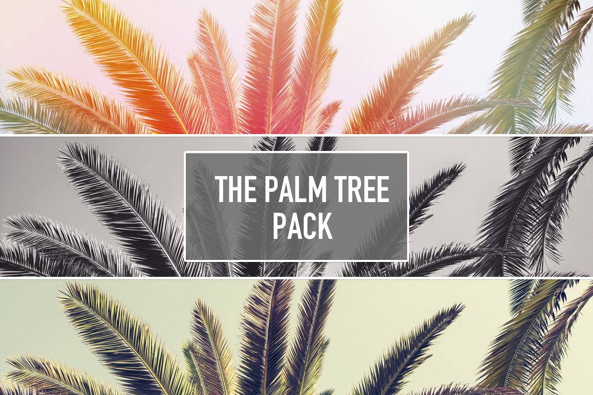 The PALM TREE Pack example image 1