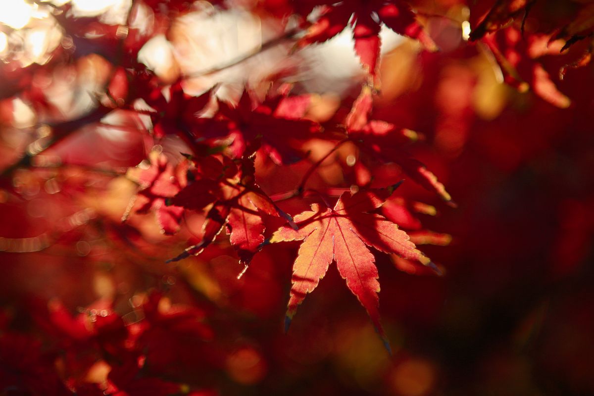 Autumn Leaves #1 example image 1
