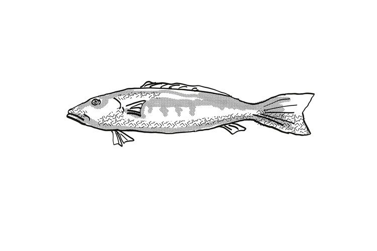 Blue Cod New Zealand Fish Cartoon Retro Drawing example image 1
