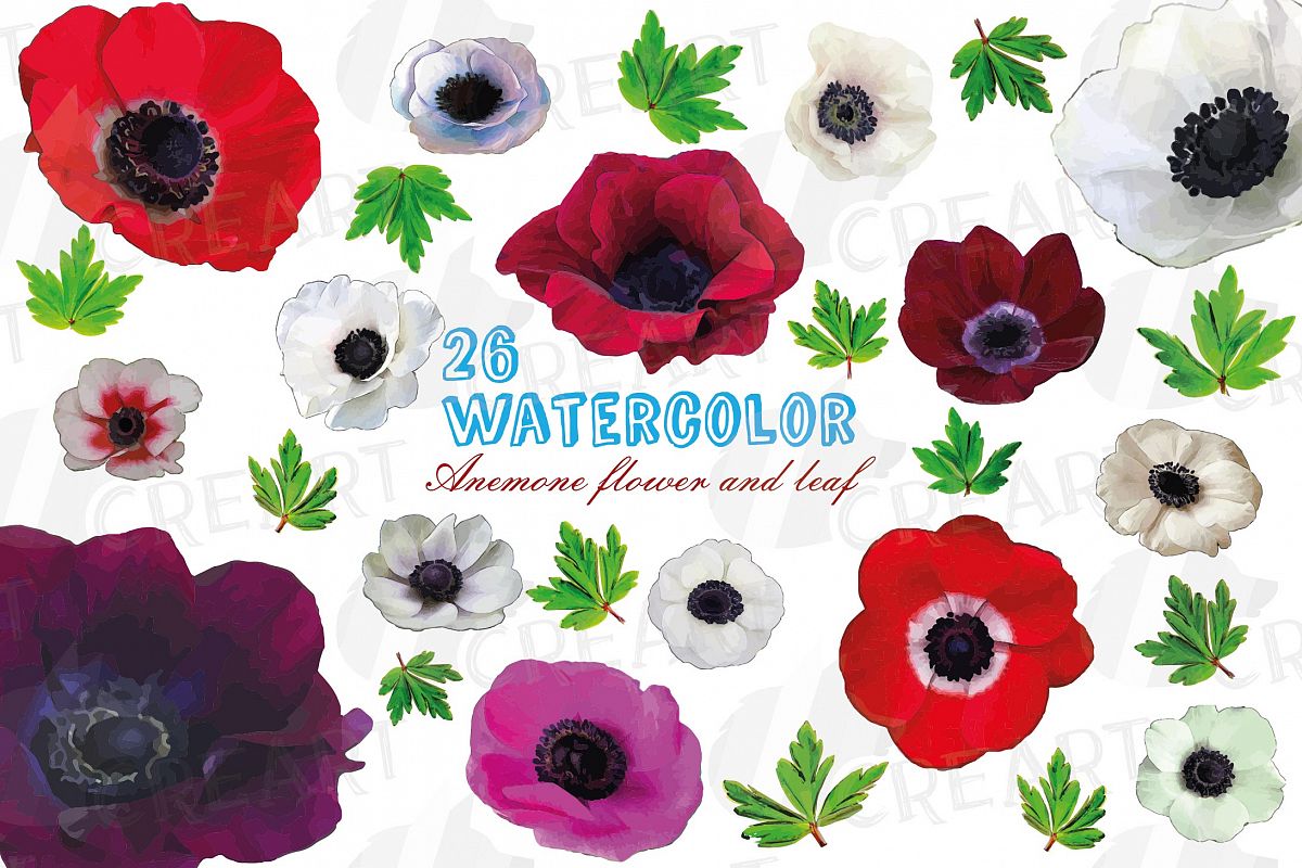 Anemone watercolor clip art pack, watercolor anemone design example image 1