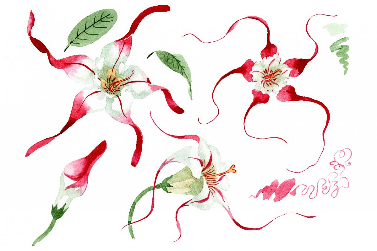 Strophanthus Watercolor png example image 1