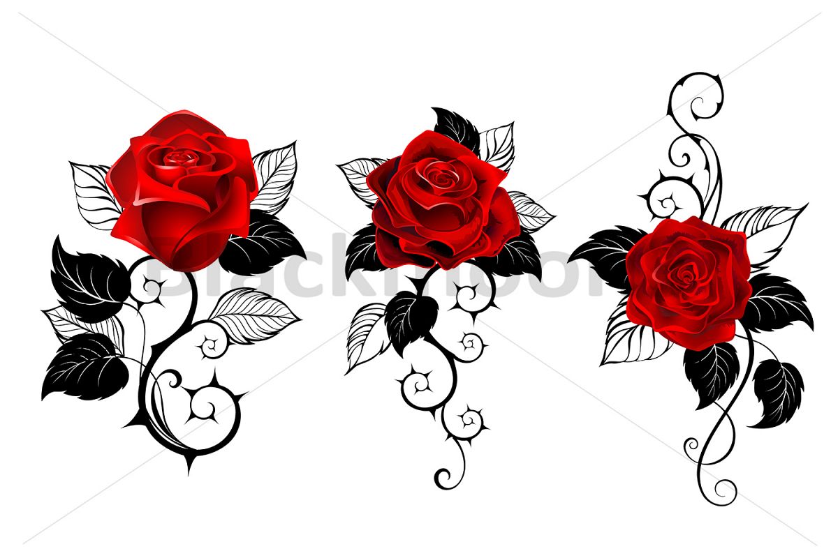 Three Red Roses for Tattoo