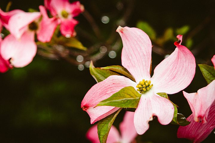 Dogwood flower photo