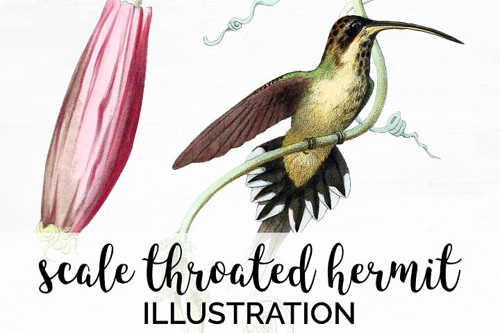 Free Free 271 Layered Hummingbird Svg Free SVG PNG EPS DXF File