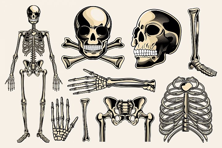 Skeleton Vector Pack (43666) | Illustrations | Design Bundles